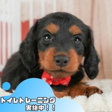 ミニチュアダックスフンド(ロング)【静岡県・女の子・2025年6月2日・ブラック&タン】の写真「🐶🍧7/20(日)こいぬの見学会開催🍧🐶」