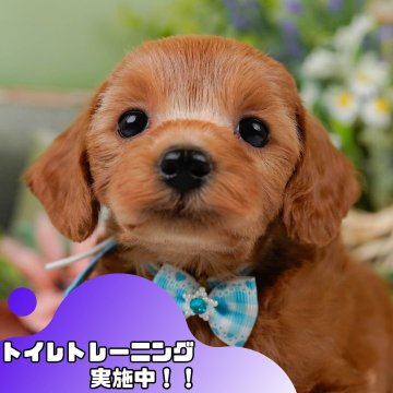 コッカープープー(コッカープー×プードル)【静岡県・男の子・2025年3月26日・アプリコット】の写真「🐶🎈6/21(土)は小型犬勢ぞろい見学会🎉」