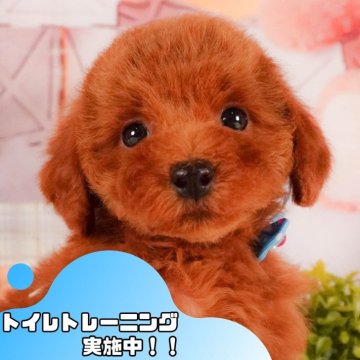 トイプードル(トイ)【静岡県・女の子・2025年3月22日・レッド】の写真「🐶🍧7/20(日)こいぬの見学会開催🍧🐶」