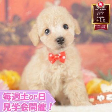 トイプードル(トイ)【静岡県・男の子・2025年8月15日・クリーム】の写真「🐶10/11(土)🐾わんちゃんの見学会開催🎉」