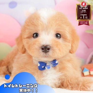 マルプー(マルチーズ×トイプードル)【静岡県・女の子・2025年10月2日・アプリコット】の写真「🍂🐾11/22～24開催🍁お迎え前相談会🎉」