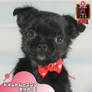 チワワ(ロング)【静岡県・男の子・2025年7月10日・ブラックタン】の写真「🐾🎃10/18(土)こいぬの見学会開催🎃🐾」