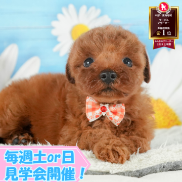 トイプードル(トイ)【静岡県・男の子・2025年8月6日・レッド】の写真「🐶10/5(日)プードル/MIXの見学会開催💞」