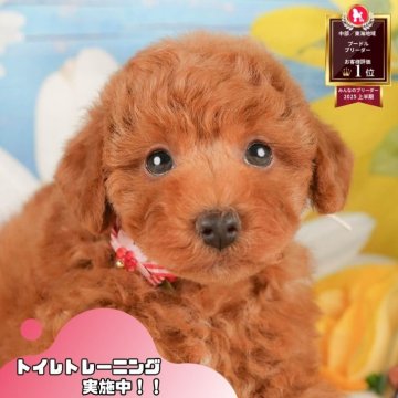 トイプードル(トイ)【静岡県・男の子・2025年9月6日・レッド】の写真「🐶🎃10/25(土)子犬の見学会開催🎃🐶」