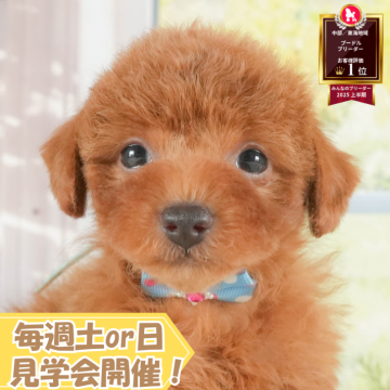 トイプードル(トイ)【静岡県・女の子・2025年7月13日・レッド】の写真「🐶10/5(日)プードル/MIXの見学会開催💞」