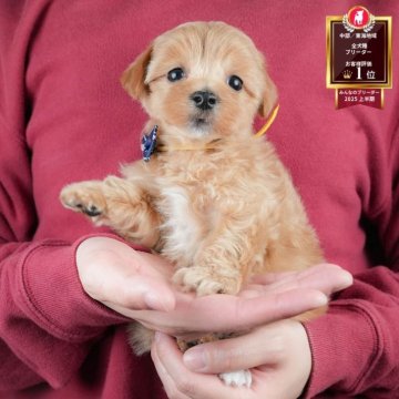 マルプー(マルチーズ×トイプードル)【静岡県・男の子・2025年11月6日・アプリコット】の写真「🐾12/27.28🎁ご成約特典つき見学会🐾」