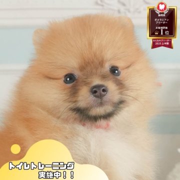 ポメラニアン【静岡県・女の子・2025年7月13日・オレンジ】の写真「🐶8/30(土)わんちゃんの見学会開催🎉」