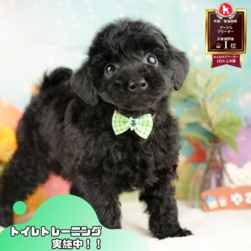 トイプードル(トイ)【静岡県・男の子・2025年10月2日・ブラック】の写真「🐶40頭集合！11/29～30は見学会開催！🧣」