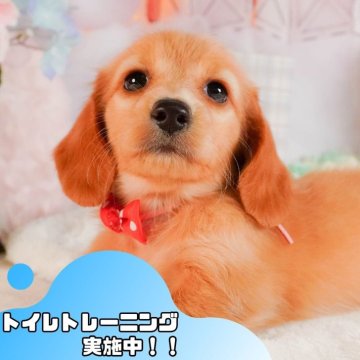 ミニチュアダックスフンド(ロング)【静岡県・女の子・2025年2月27日・ゴールド】の写真「GW特別🎈わんちゃん見学フェス🐾」