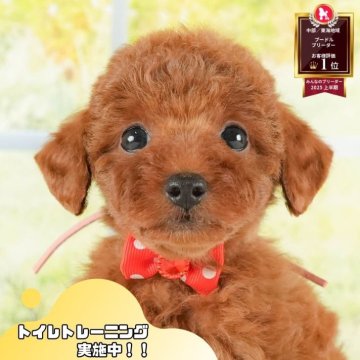 トイプードル(トイ)【静岡県・女の子・2025年8月2日・レッド】の写真「シルバーW相談会🎉9/21見学会🐾」
