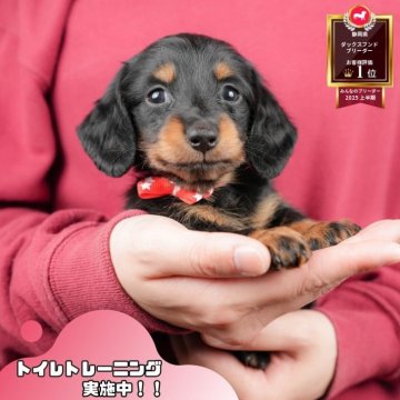 ミニチュアダックスフンド(ロング)【静岡県・女の子・2025年10月18日・ブラック&タン】の写真「✨🎅12/14こいぬの見学会🎅✨ 残り5枠‼️」