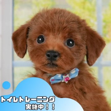 トイプードル(トイ)【静岡県・女の子・2025年5月29日・レッド】の写真「🐶🍧7/20(日)こいぬの見学会開催🍧🐶」
