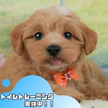 マルプー(マルチーズ×トイプードル)【静岡県・男の子・2025年5月16日・アプリコット】の写真「💠7/12(土)わんちゃんの見学会開催💠🐶」