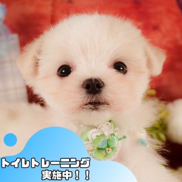 マルチーズ【静岡県・男の子・2025年3月23日・ホワイト】の写真「💖5/25(日)ワンちゃんの見学会開催🎉」