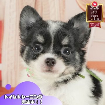 チワワ(ロング)【静岡県・男の子・2025年7月24日・ブラックタン&ホワイト】の写真「🐶9/27(土)こいぬの見学会開催🎉」