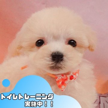 マルプー(マルチーズ×トイプードル)【静岡県・男の子・2025年3月27日・クリーム】の写真「💠7/12(土)わんちゃんの見学会開催💠🐶」