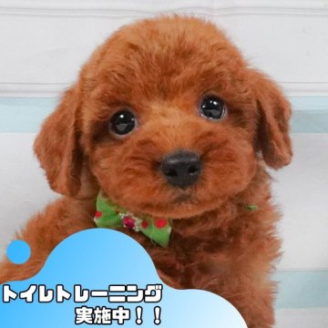 トイプードル(トイ)【静岡県・男の子・2025年5月3日・レッド】の写真「💬6/29限定！子犬のお迎え前相談会🐾🌟」
