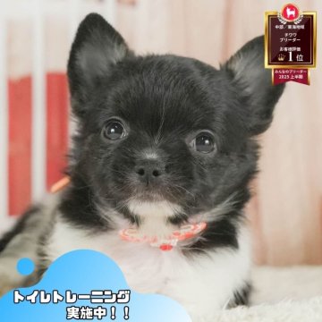 チワワ(ロング)【静岡県・男の子・2025年7月10日・ブラックタン&ホワイト】の写真「🐶9/27(土)こいぬの見学会開催🎉」