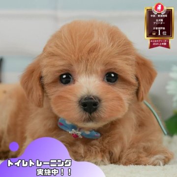 マルプー(マルチーズ×トイプードル)【静岡県・女の子・2025年5月16日・アプリコット】の写真「8/23全犬種見学会🐶8/24は安心相談会開催！」