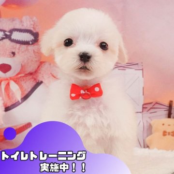 マルプー(マルチーズ×トイプードル)【静岡県・男の子・2025年3月27日・クリーム】の写真「⚠️追加開催決定！5/24(土)も見学会します🎉」
