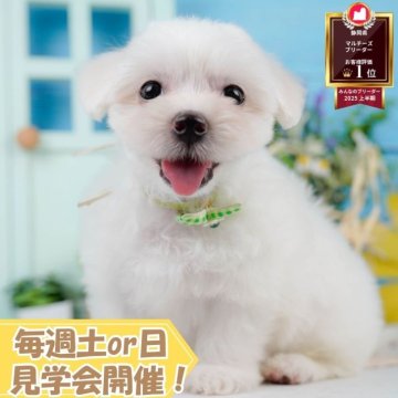 マルチーズ【静岡県・男の子・2025年6月19日・ホワイト】の写真「🐾🎃10/18(土)こいぬの見学会開催🎃🐾」