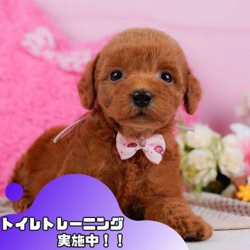 トイプードル(トイ)【静岡県・女の子・2024年10月14日・レッド】の写真「1/18(土)見学会開催🎉」