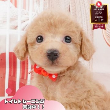 トイプードル(トイ)【静岡県・男の子・2025年5月1日・アプリコット】の写真「🐾🎃10/18(土)こいぬの見学会開催🎃🐾」