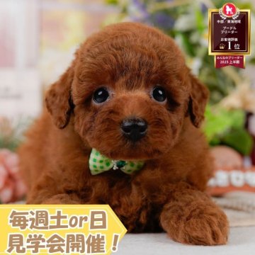 トイプードル(トイ)【静岡県・男の子・2025年7月6日・レッド】の写真「🐶10/11(土)🐾わんちゃんの見学会開催🎉」