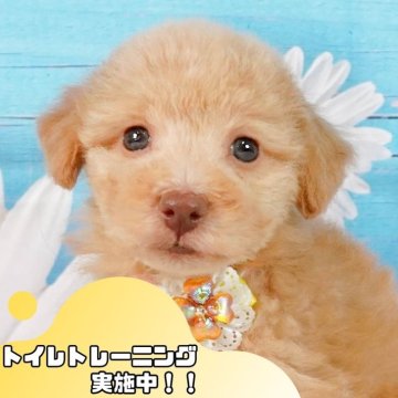 トイプードル(トイ)【静岡県・男の子・2024年10月7日・アプリコット】の写真「🐶12/8(日)ワンちゃんの見学会追加開催🎉」