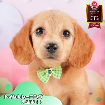 ミニチュアダックスフンド(ロング)【静岡県・女の子・2025年10月4日・イエロー】の写真「🐶40頭集合！11/29～30は見学会開催！🧣」