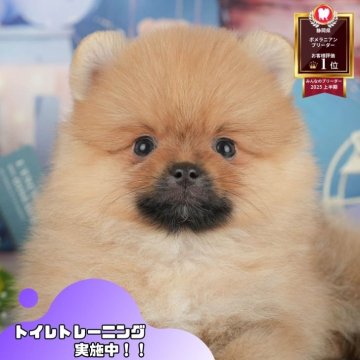 ポメラニアン【静岡県・男の子・2025年6月30日・オレンジセーブル】の写真「🐶9/14・15こいぬの見学会連続開催🎉」
