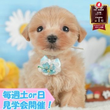マルプー(マルチーズ×トイプードル)【静岡県・男の子・2025年8月20日・アプリコット】の写真「🐶10/11(土)🐾わんちゃんの見学会開催🎉」