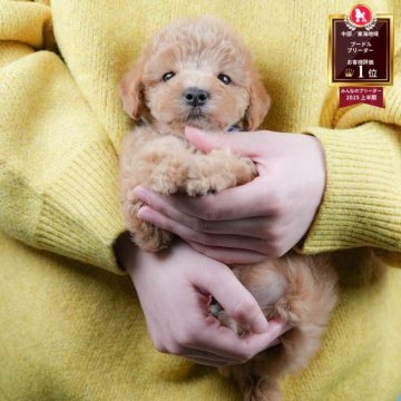 トイプードル(トイ)【静岡県・男の子・2025年10月28日・アプリコット】の写真「✨🎅12/14こいぬの見学会🎅✨ 残り5枠‼️」