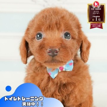 トイプードル(トイ)【静岡県・男の子・2025年8月2日・レッド】の写真「🐾🎃10/18(土)こいぬの見学会開催🎃🐾」