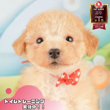 トイプードル(トイ)【静岡県・男の子・2025年10月2日・アプリコット】の写真「🐶40頭集合！11/29～30は見学会開催！🧣」
