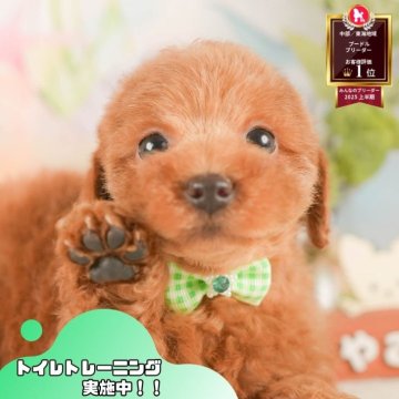 トイプードル(トイ)【静岡県・女の子・2025年9月21日・レッド】の写真「🐶11/16は40頭に会える子犬見学会🐶🎉」