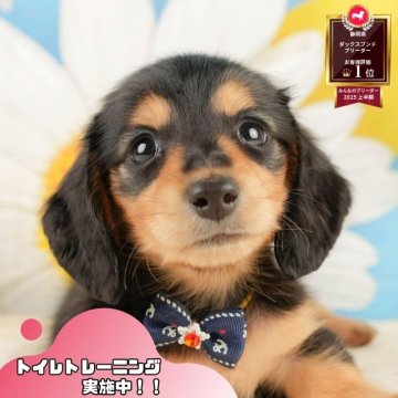 ミニチュアダックスフンド(ロング)【静岡県・男の子・2025年10月27日・ブラック&タン】の写真「✨🎅12/14こいぬの見学会🎅✨ 残り5枠‼️」
