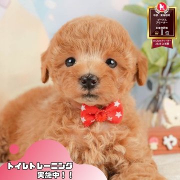 トイプードル(トイ)【静岡県・女の子・2025年10月28日・レッド】の写真「✨🎅12/14こいぬの見学会🎅✨ 残り5枠‼️」