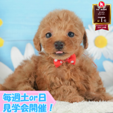 トイプードル(トイ)【静岡県・男の子・2025年7月7日・レッド】の写真「🐶10/11(土)🐾わんちゃんの見学会開催🎉」