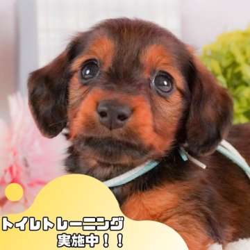 ミニチュアダックスフンド(ロング)【静岡県・男の子・2025年2月11日・シェーデッドレッド】の写真「💖5/25(日)ワンちゃんの見学会開催🎉」