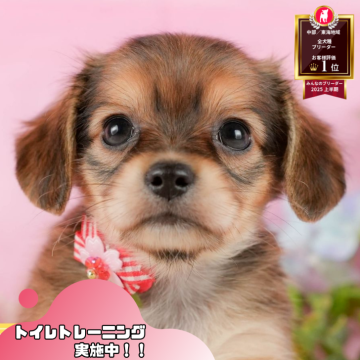 チワックス(チワワ×ダックスフンド)【静岡県・女の子・2025年8月24日・シェーデッドレッド】の写真「🐶【11/1・3】選べる体験会＆見学会開催🎉」