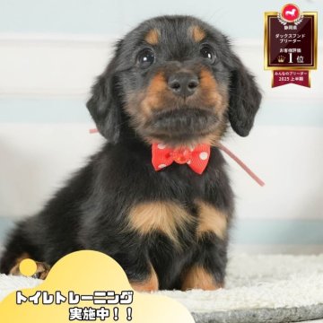 ミニチュアダックスフンド(ロング)【静岡県・女の子・2025年8月5日・ブラック&タン】の写真「🐶9/27(土)こいぬの見学会開催🎉」