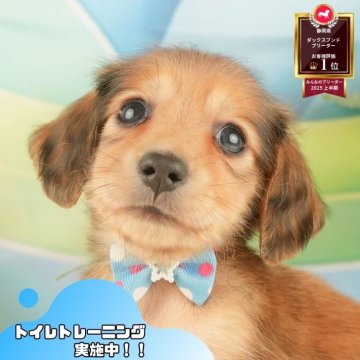 カニンヘンダックスフンド(ロング)【静岡県・男の子・2025年9月30日・シェーデッドレッド】の写真「🍂🐾11/22～24開催🍁お迎え前相談会🎉」