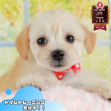 マルプー(マルチーズ×トイプードル)【静岡県・男の子・2025年6月11日・クリーム】の写真「8/9〜11開催🎉相談できる見学会！」