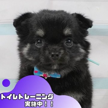 チワワ(ロング)【静岡県・女の子・2025年5月10日・ブラックタン&ホワイト】の写真「💠7/12(土)わんちゃんの見学会開催💠🐶」