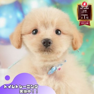 ポメプー(ポメラニアン×トイプードル)【静岡県・男の子・2025年5月23日・クリーム】の写真「🐶🍉8/3(日)わんちゃんの見学会開催🍉🐶」