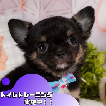 チワワ(ロング)【静岡県・男の子・2025年2月13日・ブラックタン】の写真「🐶8/30(土)わんちゃんの見学会開催🎉」