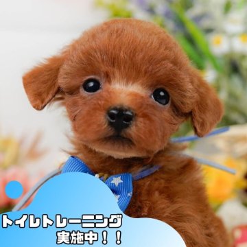 トイプードル(タイニー)【静岡県・男の子・2025年2月23日・レッド】の写真「🐶🍧7/20(日)こいぬの見学会開催🍧🐶」
