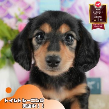 ミニチュアダックスフンド(ロング)【静岡県・男の子・2025年7月20日・ブラック&タン】の写真「🐶【11/1・3】選べる体験会&見学会開催🎉」