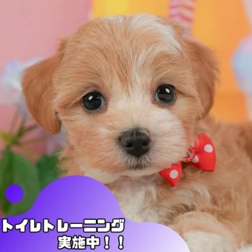 マルプー(マルチーズ×トイプードル)【静岡県・女の子・2025年5月16日・アプリコット】の写真「💠7/12(土)わんちゃんの見学会開催💠🐶」